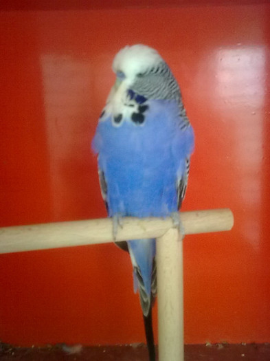 Picture 068 - aprilie 2012