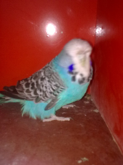 Picture 085 - aprilie 2012