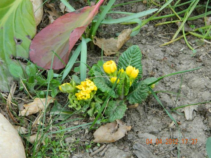 primule galbene...tarzii