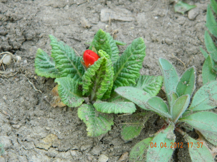 singura primula rosie iesita din iarna...