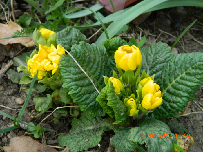 025 - 4_APRILIE