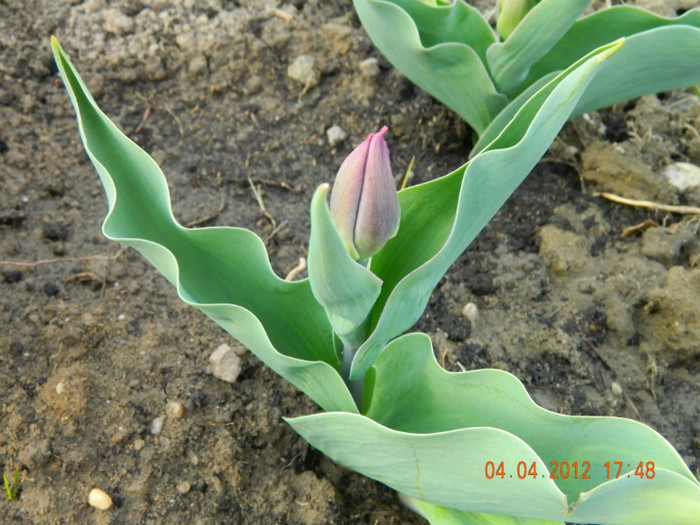 041 - 4_APRILIE