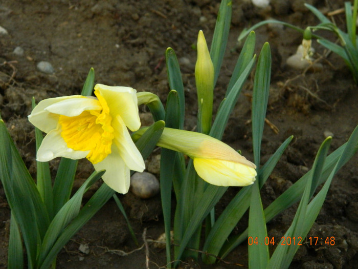 042 - 4_APRILIE