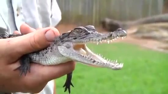 Avril Lavigne- At The Zoo (2011) 196