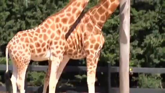 Avril Lavigne- At The Zoo (2011) 292