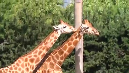 Avril Lavigne- At The Zoo (2011) 295