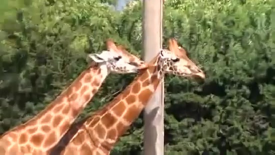 Avril Lavigne- At The Zoo (2011) 296