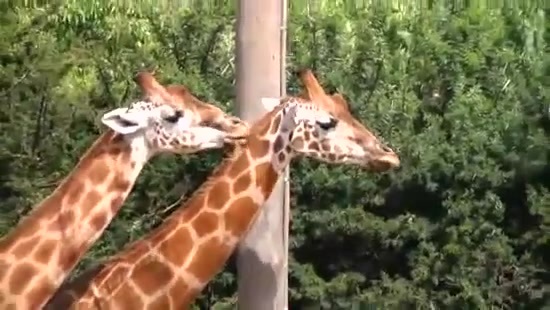 Avril Lavigne- At The Zoo (2011) 299