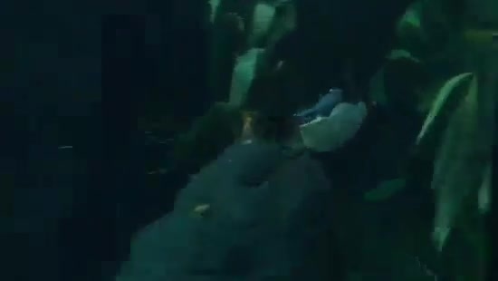 Avril Lavigne- At The Zoo (2011) 309