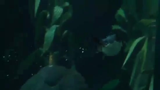 Avril Lavigne- At The Zoo (2011) 310