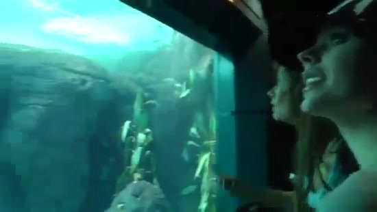 Avril Lavigne- At The Zoo (2011) 314