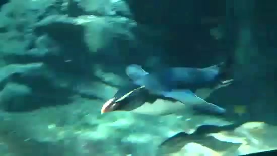 Avril Lavigne- At The Zoo (2011) 316