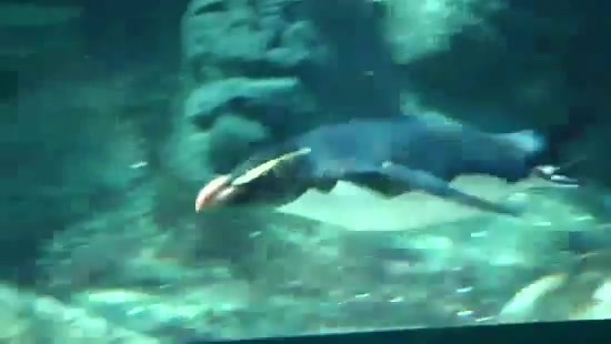 Avril Lavigne- At The Zoo (2011) 317