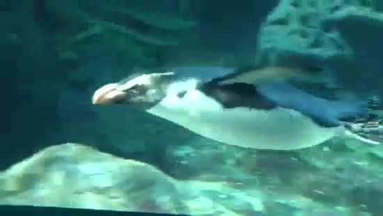 Avril Lavigne- At The Zoo (2011) 318