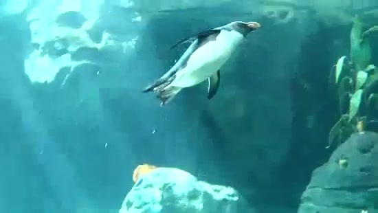 Avril Lavigne- At The Zoo (2011) 319