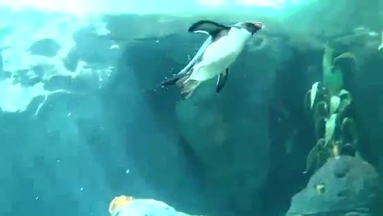 Avril Lavigne- At The Zoo (2011) 320 - Avril - Lavigne - At - ZOO - Video - Captures