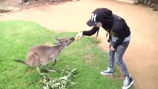 Avril Lavigne- At The Zoo (2011) 332