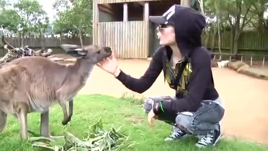 Avril Lavigne- At The Zoo (2011) 335
