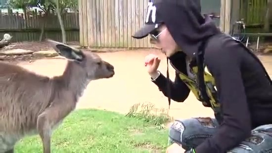 Avril Lavigne- At The Zoo (2011) 358