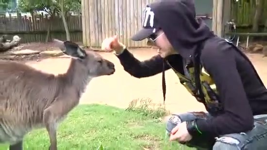 Avril Lavigne- At The Zoo (2011) 360