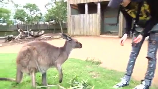 Avril Lavigne- At The Zoo (2011) 368