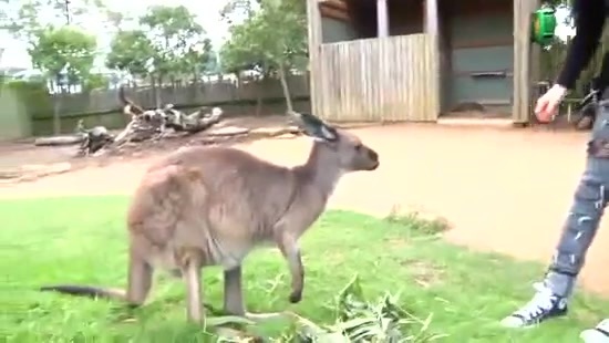 Avril Lavigne- At The Zoo (2011) 369