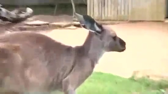 Avril Lavigne- At The Zoo (2011) 370