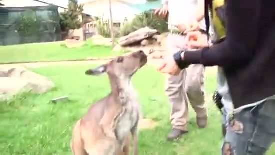 Avril Lavigne- At The Zoo (2011) 372