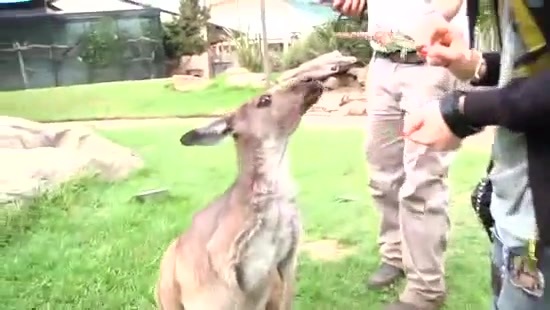 Avril Lavigne- At The Zoo (2011) 373