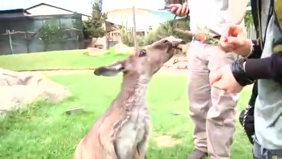 Avril Lavigne- At The Zoo (2011) 374