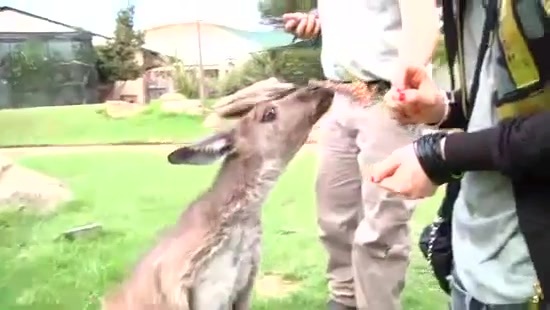 Avril Lavigne- At The Zoo (2011) 375