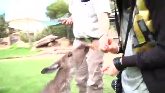 Avril Lavigne- At The Zoo (2011) 376 - Avril - Lavigne - At - ZOO - Video - Captures