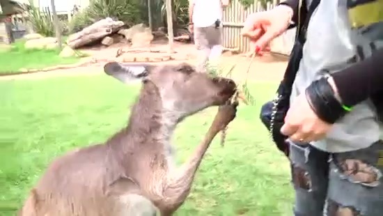 Avril Lavigne- At The Zoo (2011) 379