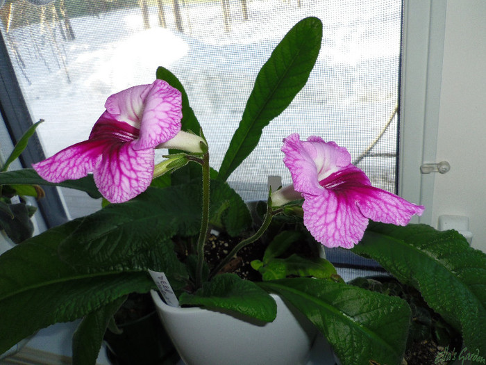 05 apr. 2012 - Streptocarpus Deep Throat