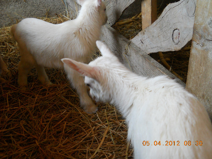 2 fetite de o zi - Capra nobila germana alba