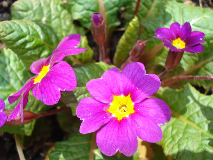 primula Wanda - Primavara 2012