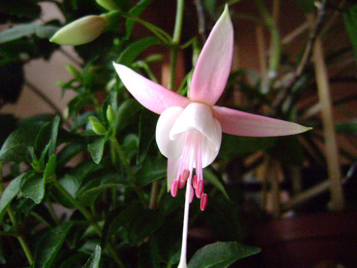 DSC08426 - Fuchsia