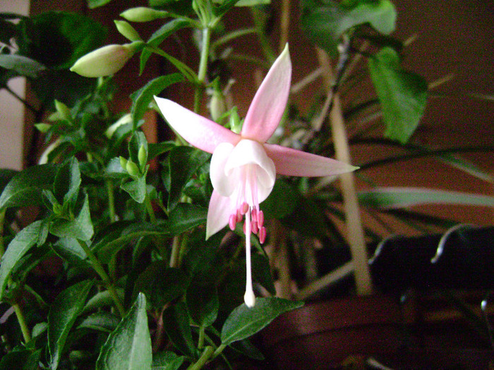 DSC08427 - Fuchsia