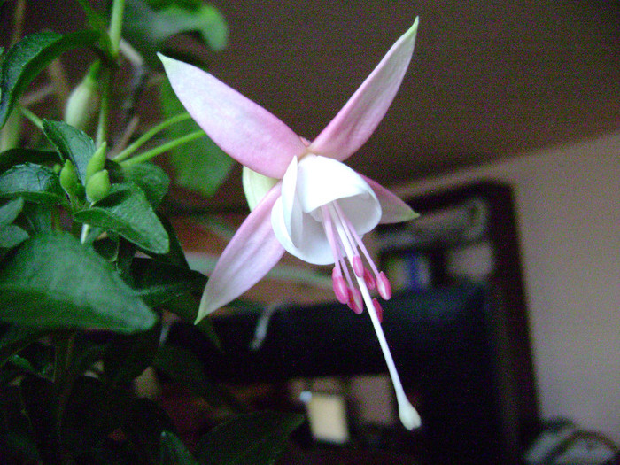 DSC08428 - Fuchsia