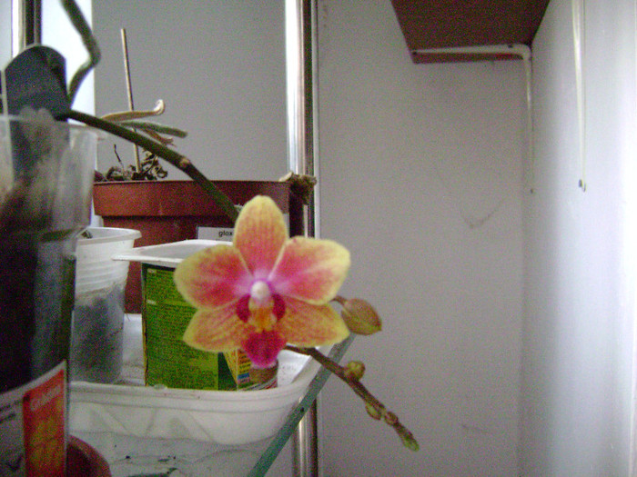 DSC08440 - orhidee 2012
