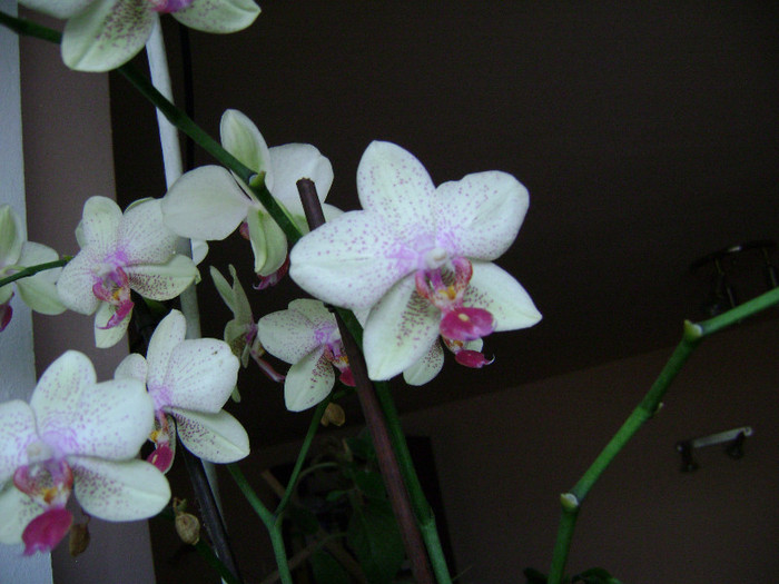 DSC08438 - orhidee 2012