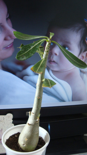 la servici langa monitor