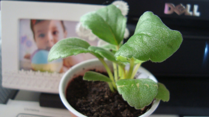 alsobia, sunt superba!