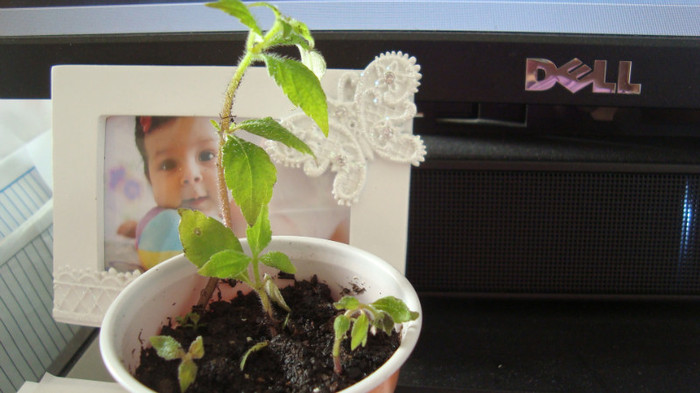 achi, si eu firav ... dar nu ma las!..