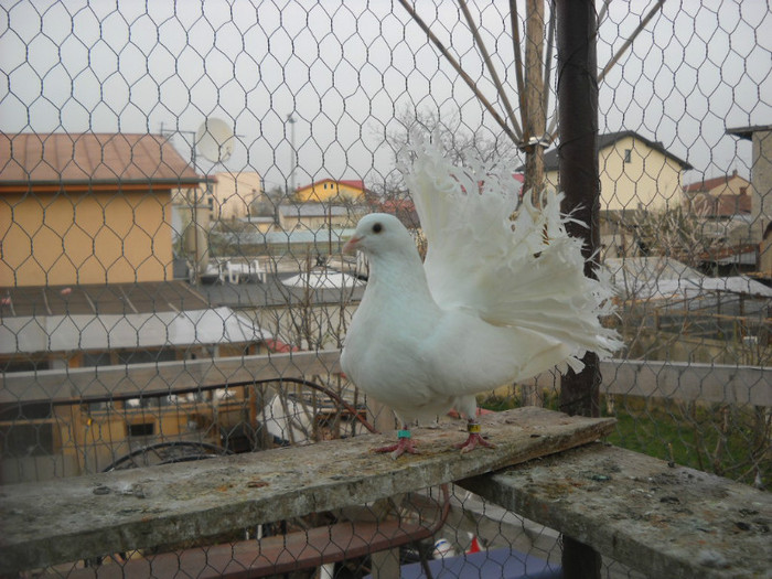M 2020 - 17.03.2012