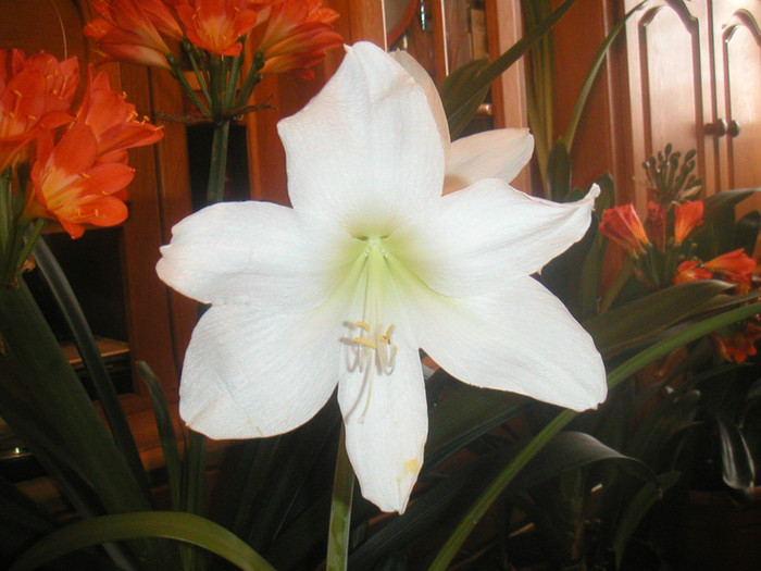 amarilis-clivia 2012 001 - florile mele cu care convietuiesc