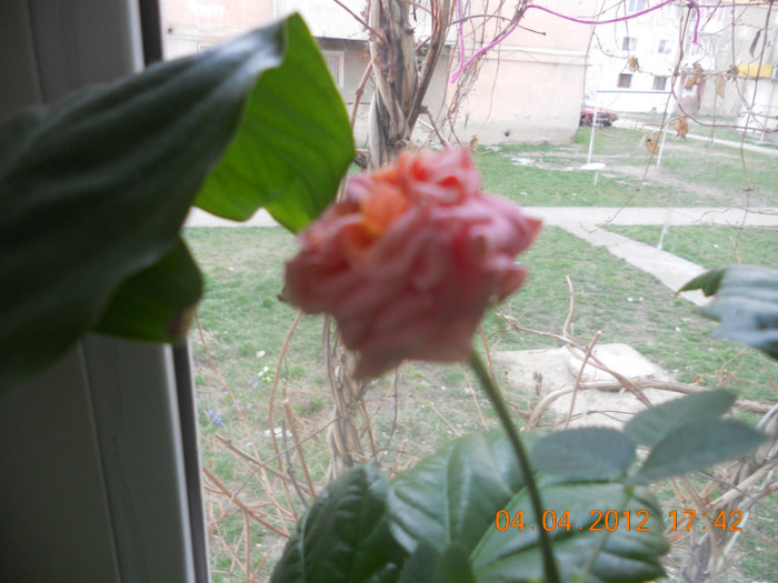 Mini-rosa reinflorita! - Flori in balcon