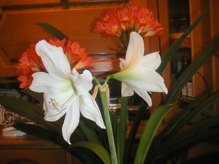 amarilis-clivia 2012 002 - florile mele cu care convietuiesc