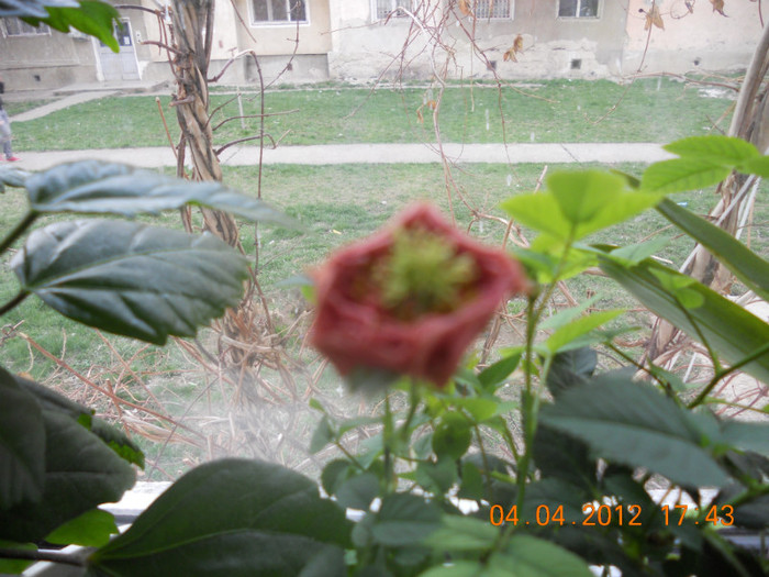 DSCN0346 - Flori in balcon