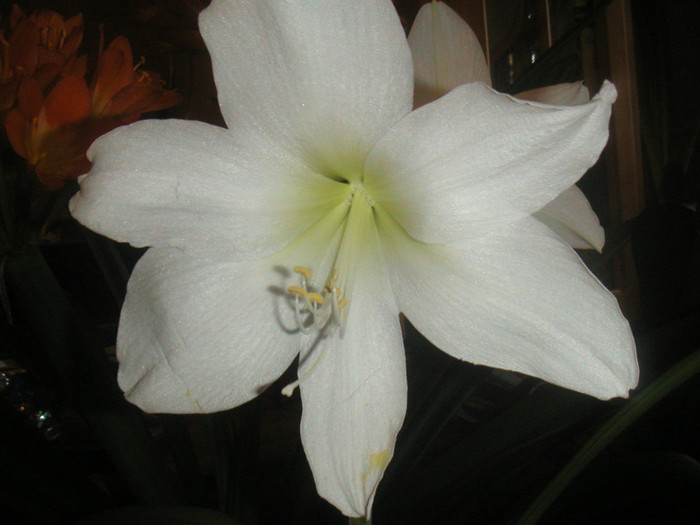 amarilis alb 2012 004 - florile mele cu care convietuiesc